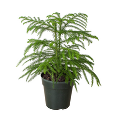 Norfolk 'Island Pine' live houseplant