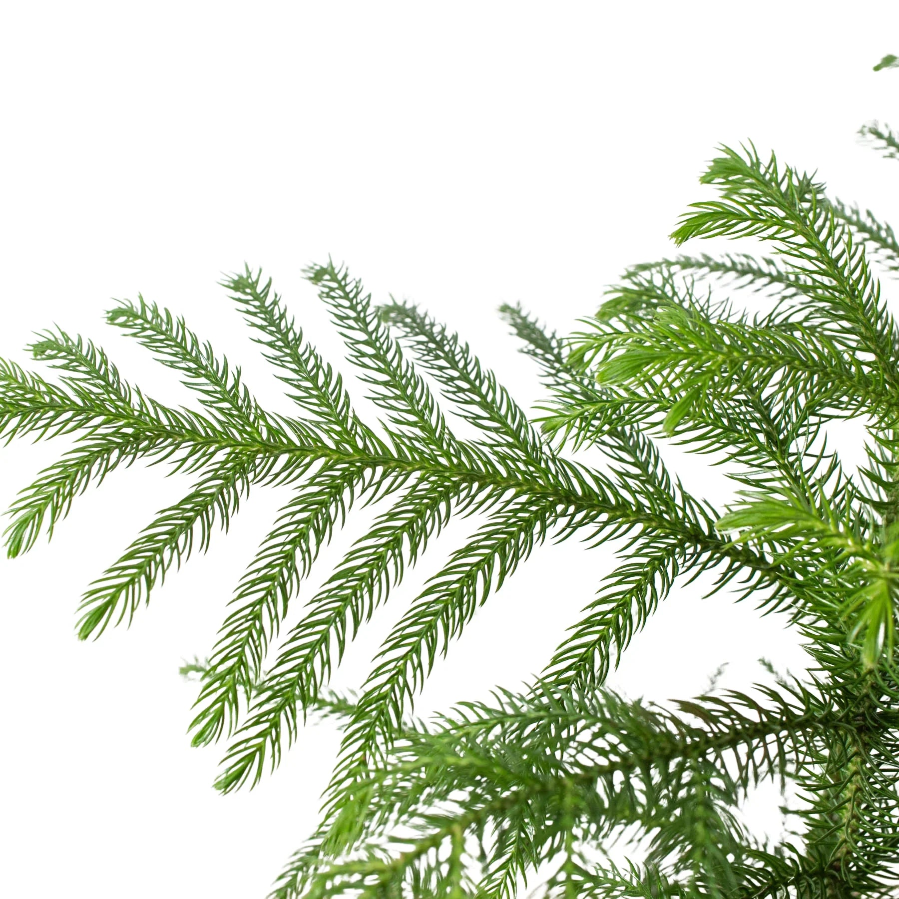 Norfolk 'Island Pine' - photo 2