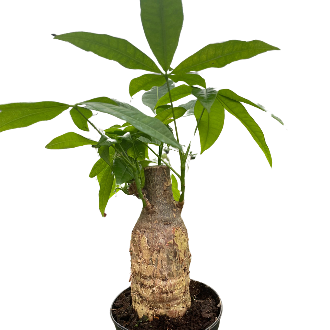 Money Tree 'Guiana Chestnut' Pachira Stump live houseplant
