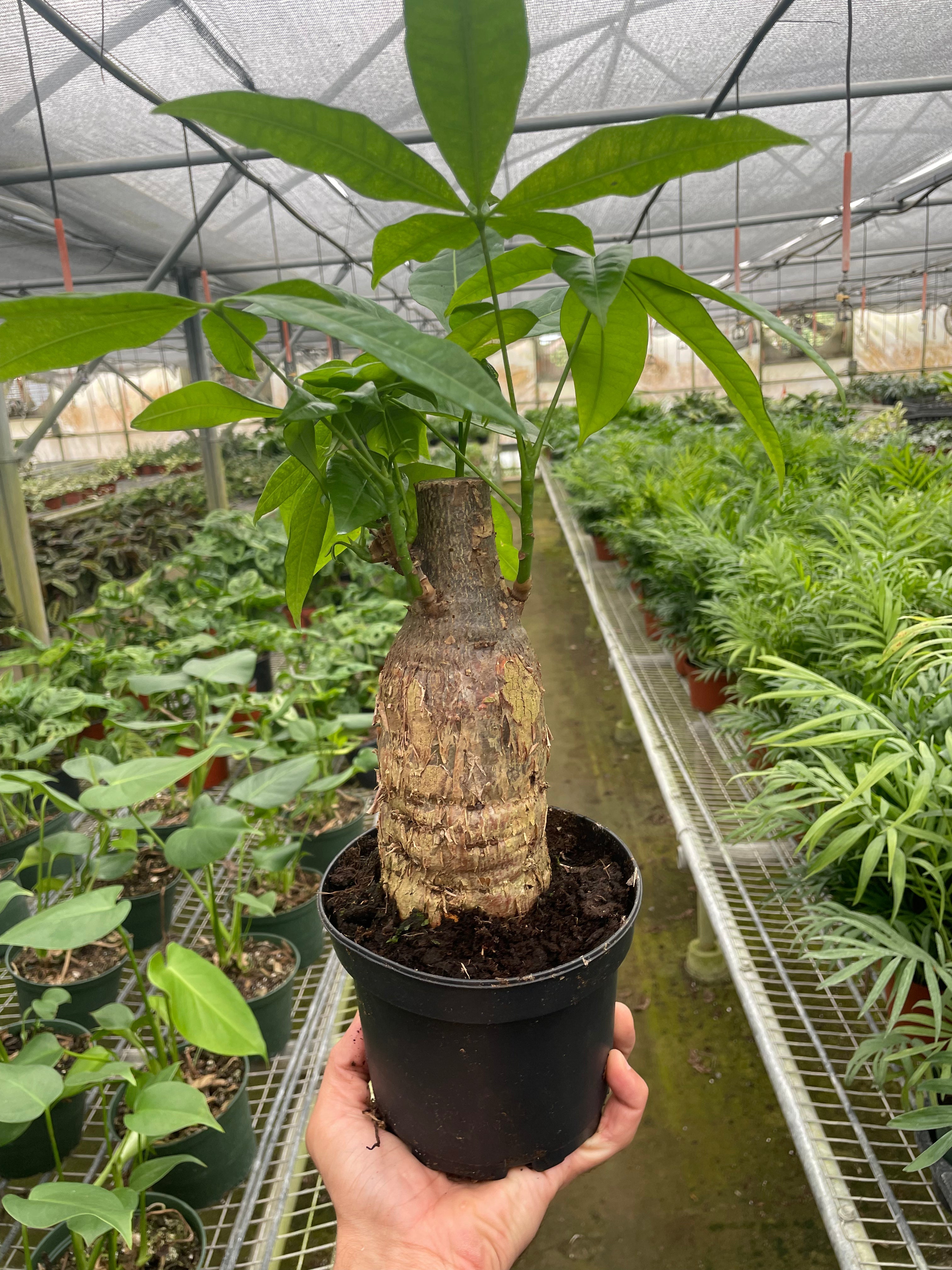 Money Tree 'Guiana Chestnut' Pachira Stump - photo 3