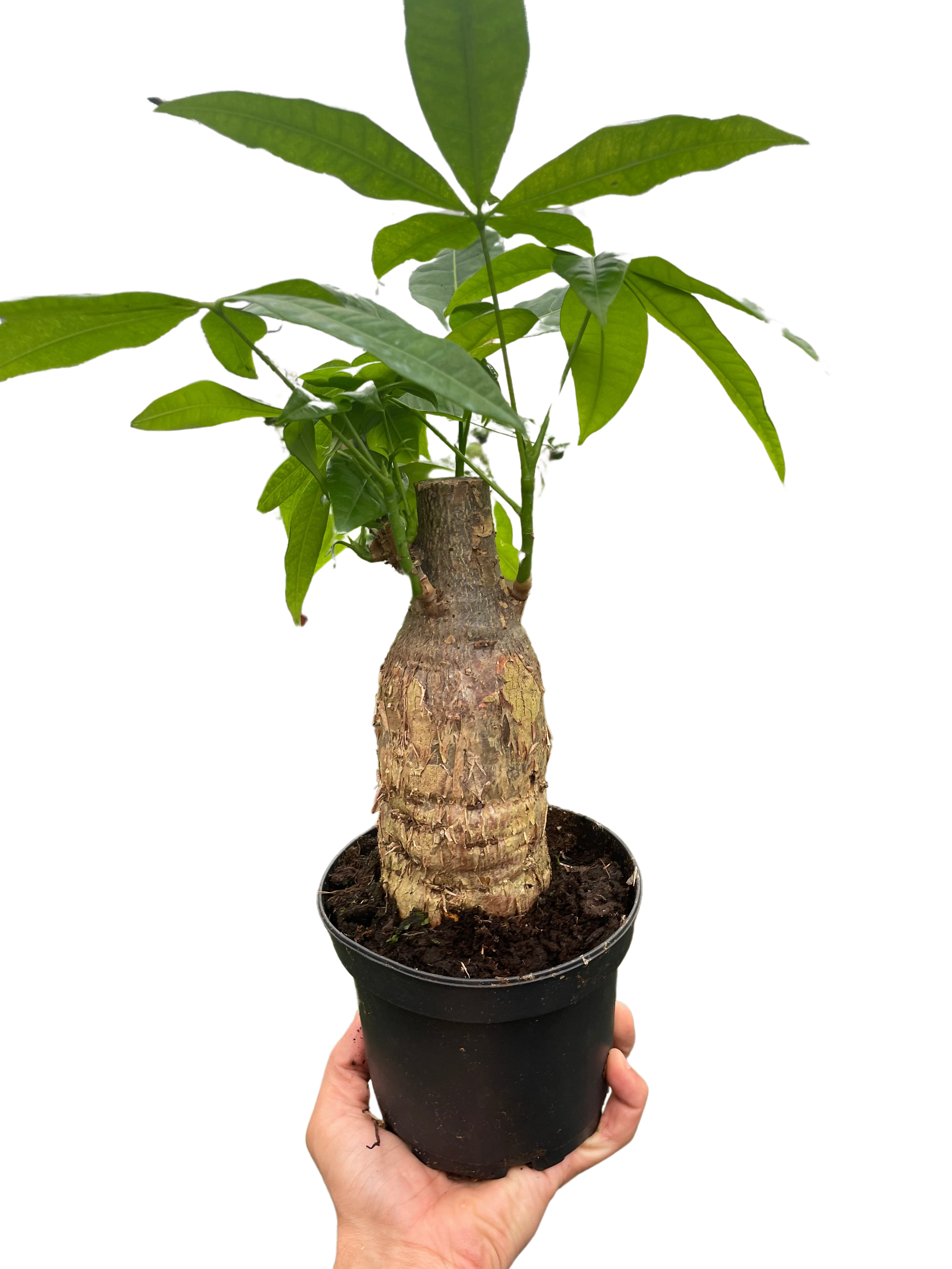 Money Tree 'Guiana Chestnut' Pachira Stump - photo 4