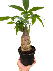 Money Tree 'Guiana Chestnut' Pachira Stump - photo 4