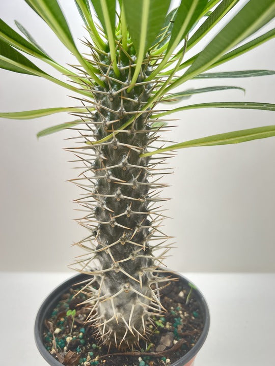 Pachypodium 'lamerei' (Madagascar Palm) - photo 5