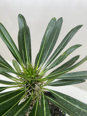 Pachypodium 'lamerei' (Madagascar Palm) - photo 4