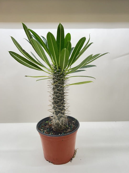 Pachypodium 'lamerei' (Madagascar Palm) - photo 6