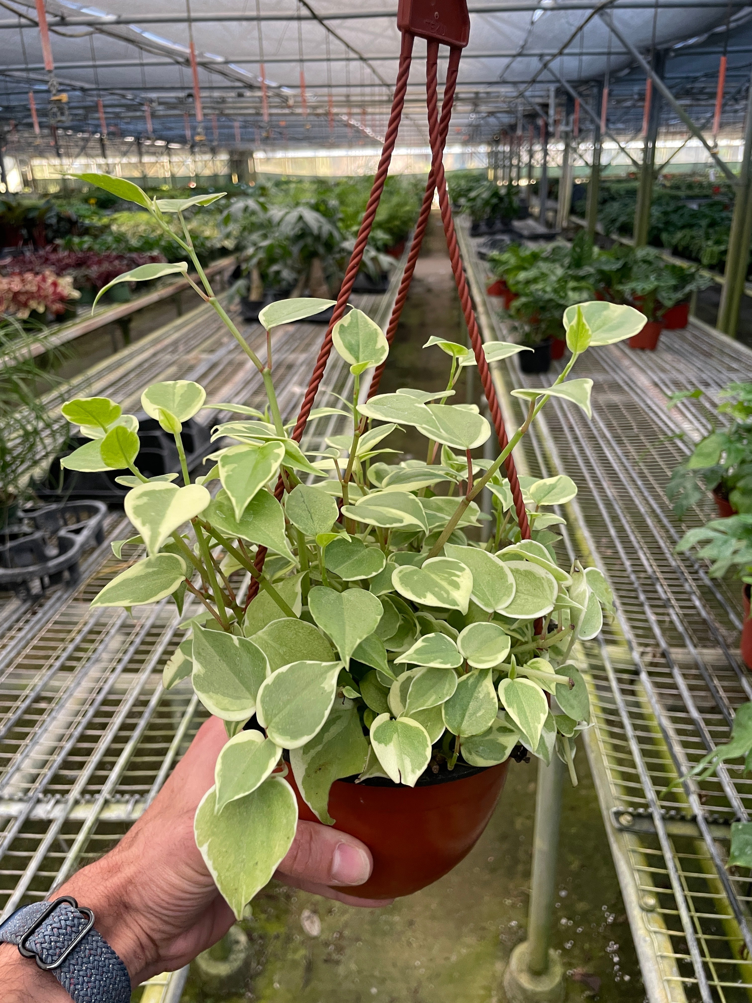 Peperomia 'Cupid' - photo 4