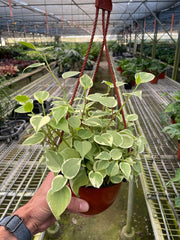Peperomia 'Cupid' - photo 4