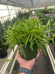 Peperomia 'Green Bean' - photo 4
