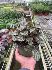 Peperomia 'Picollo Banda' - photo 2