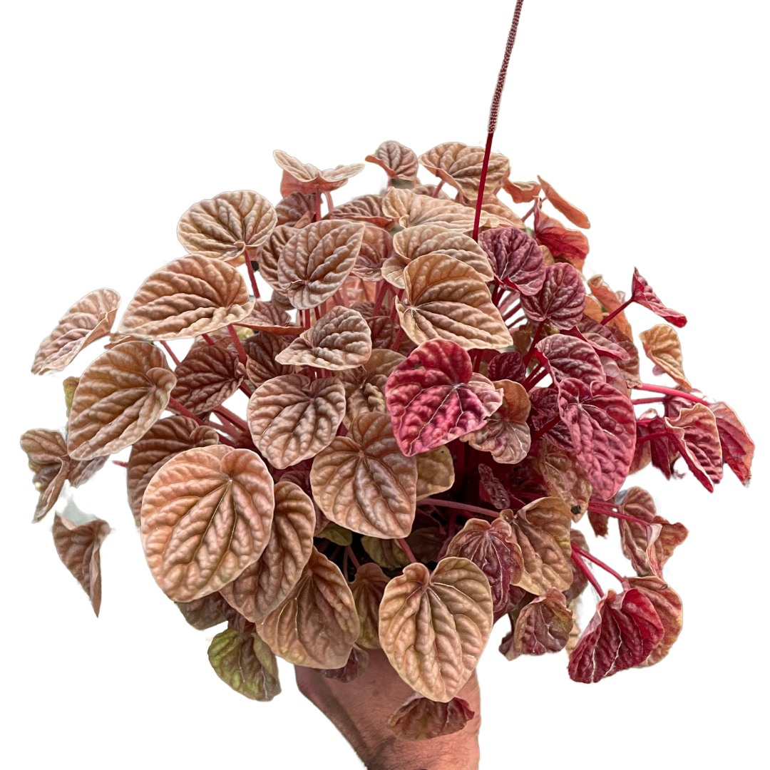 Peperomia 'Quito' live houseplant