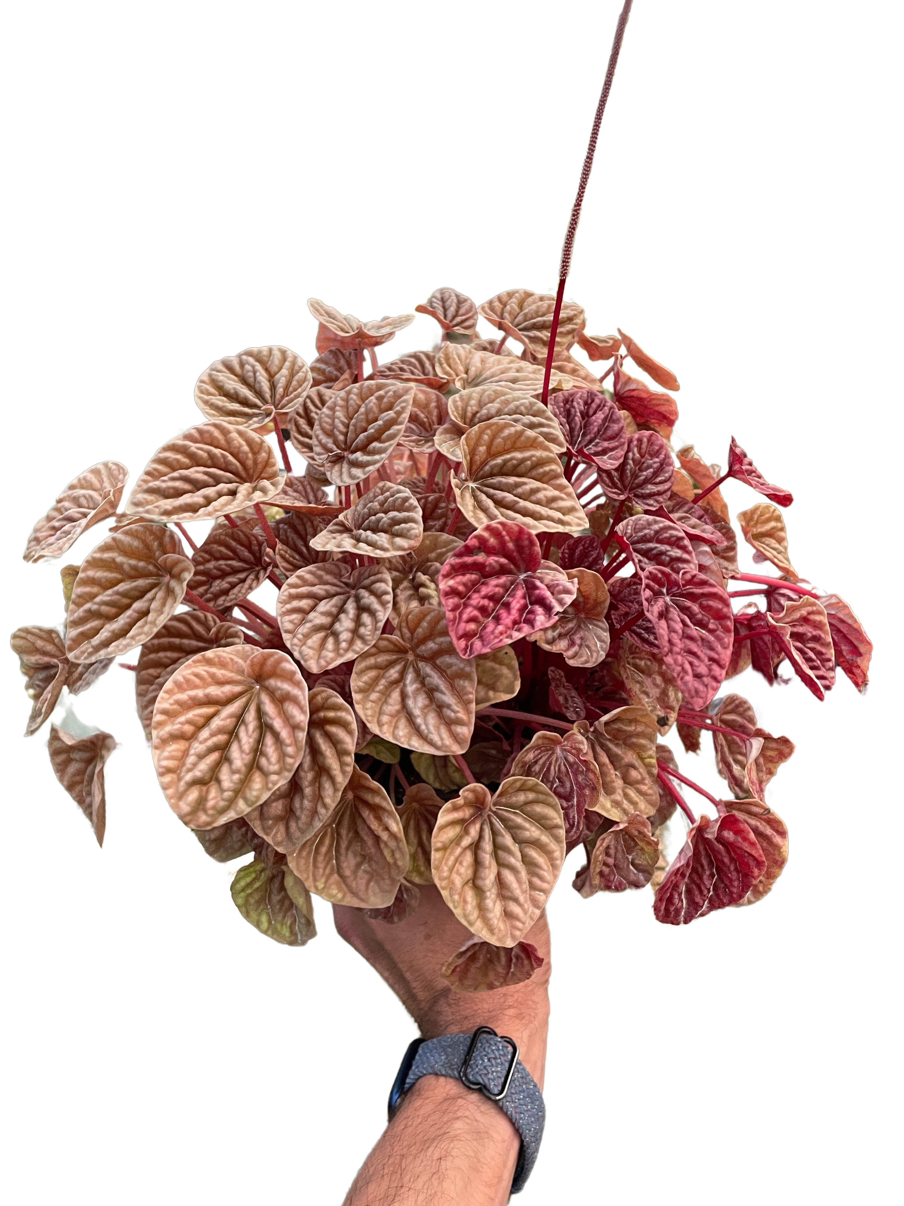 Peperomia 'Quito' - photo 4