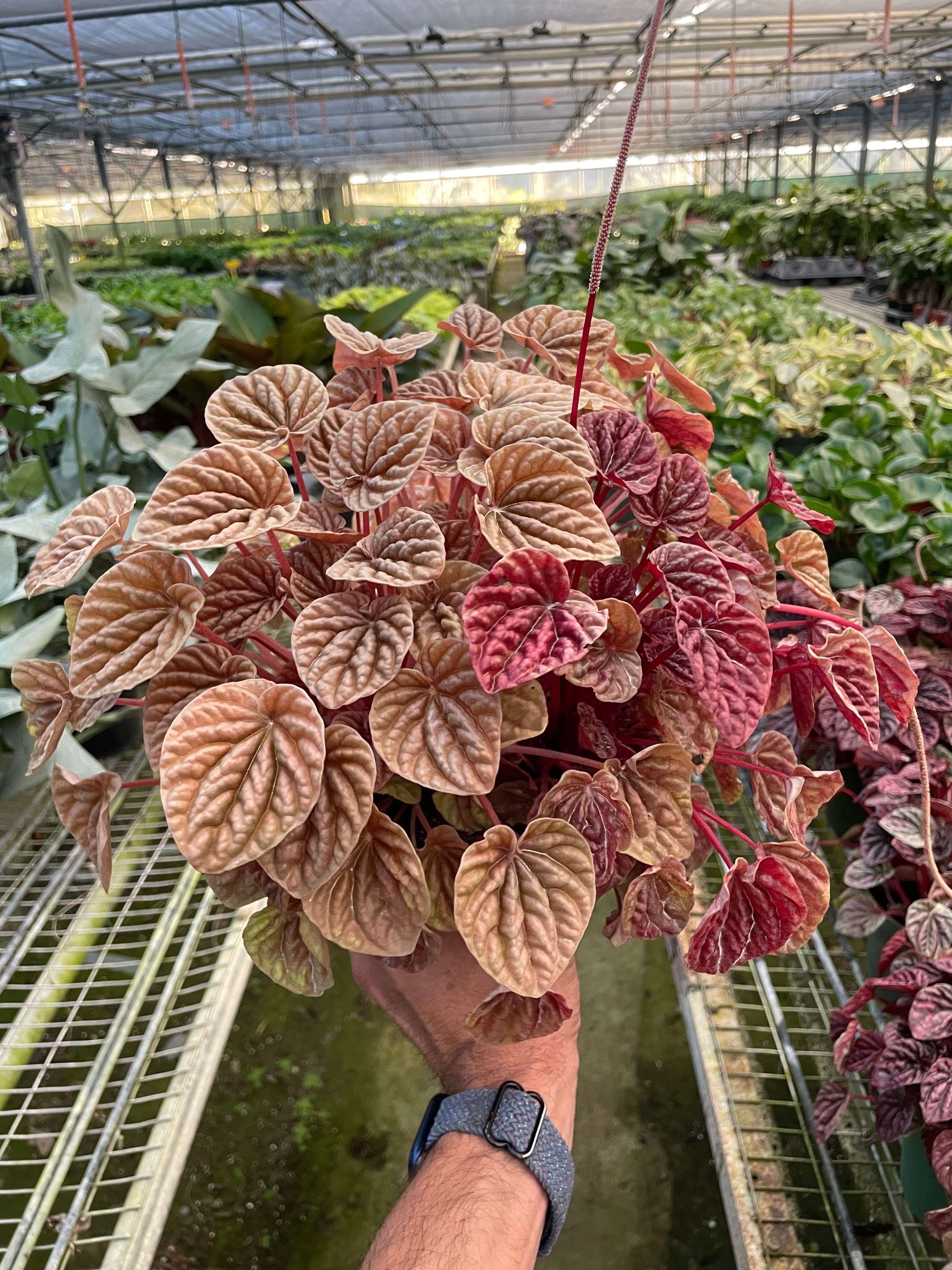 Peperomia 'Quito' - photo 3