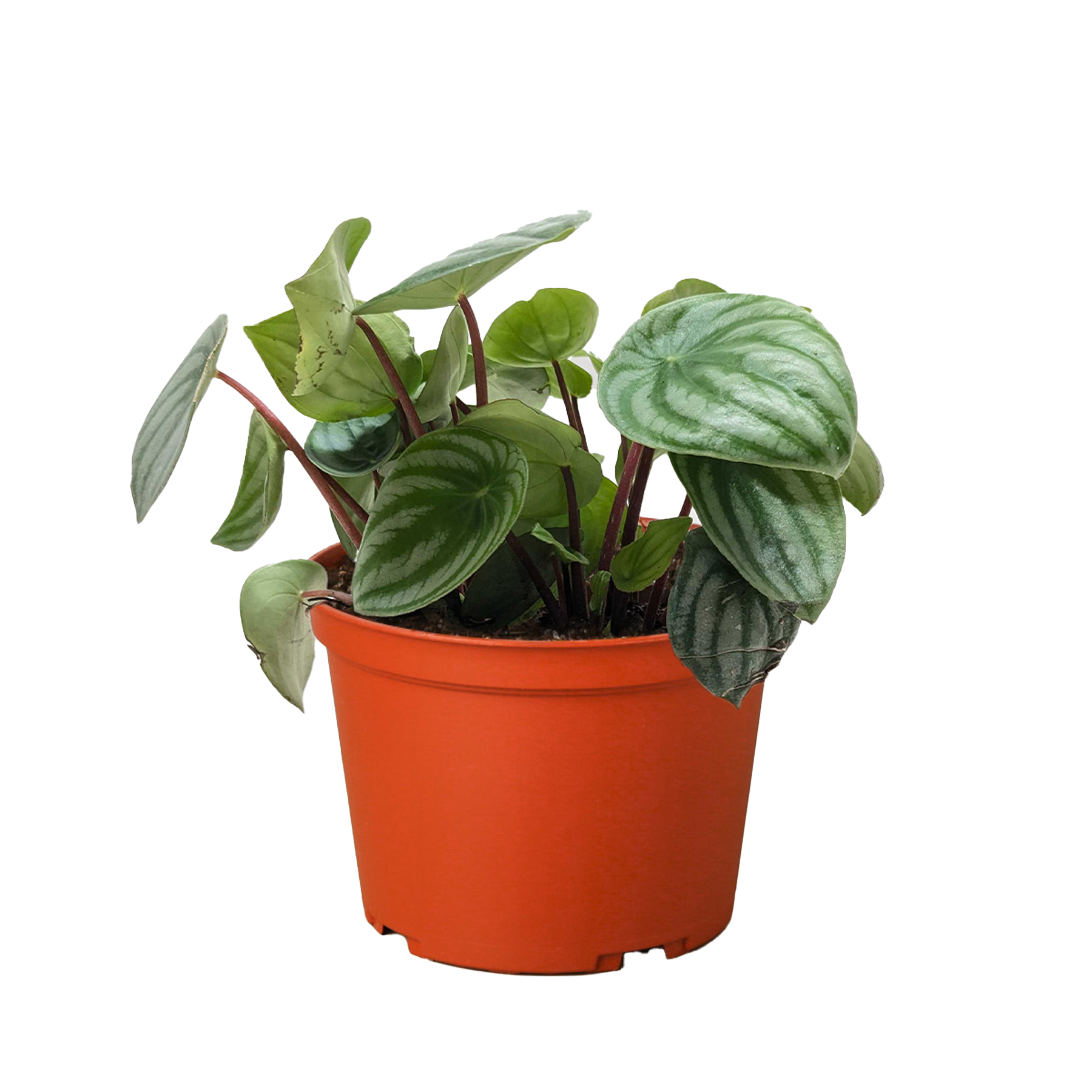 Peperomia Watermelon - photo 3