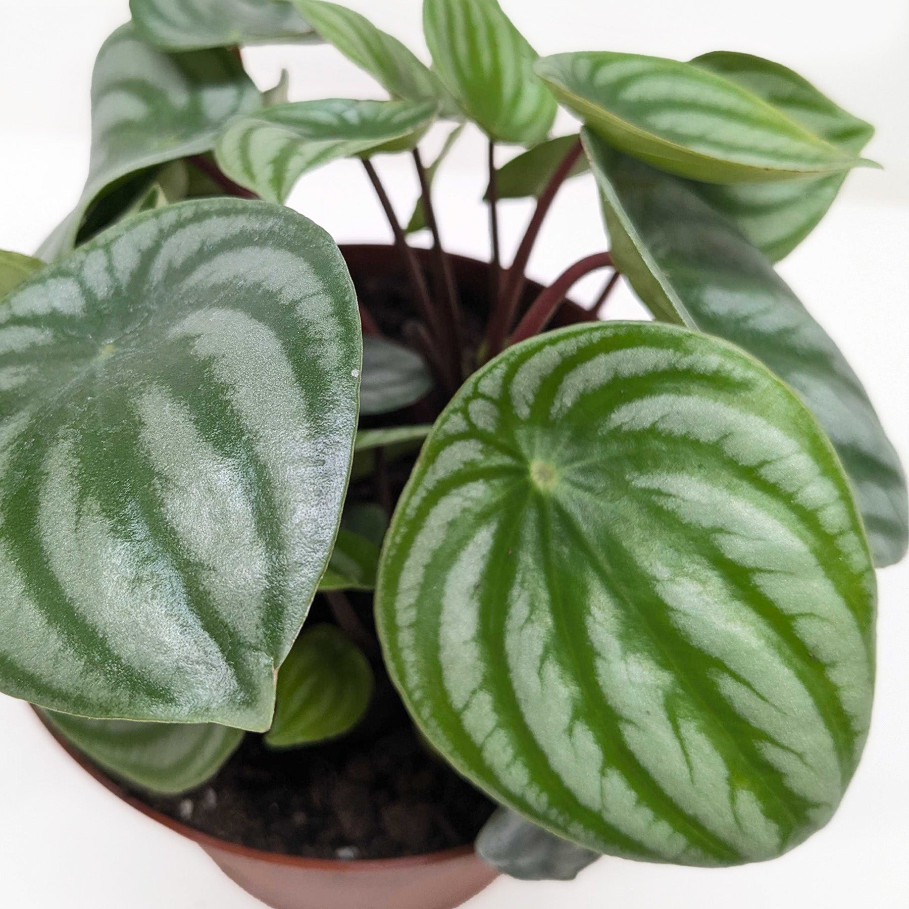 Peperomia Watermelon - photo 4