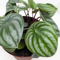 Peperomia Watermelon - photo 4