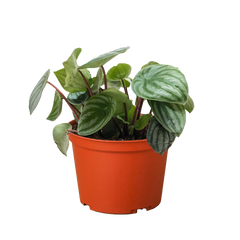 Peperomia Watermelon - photo 3