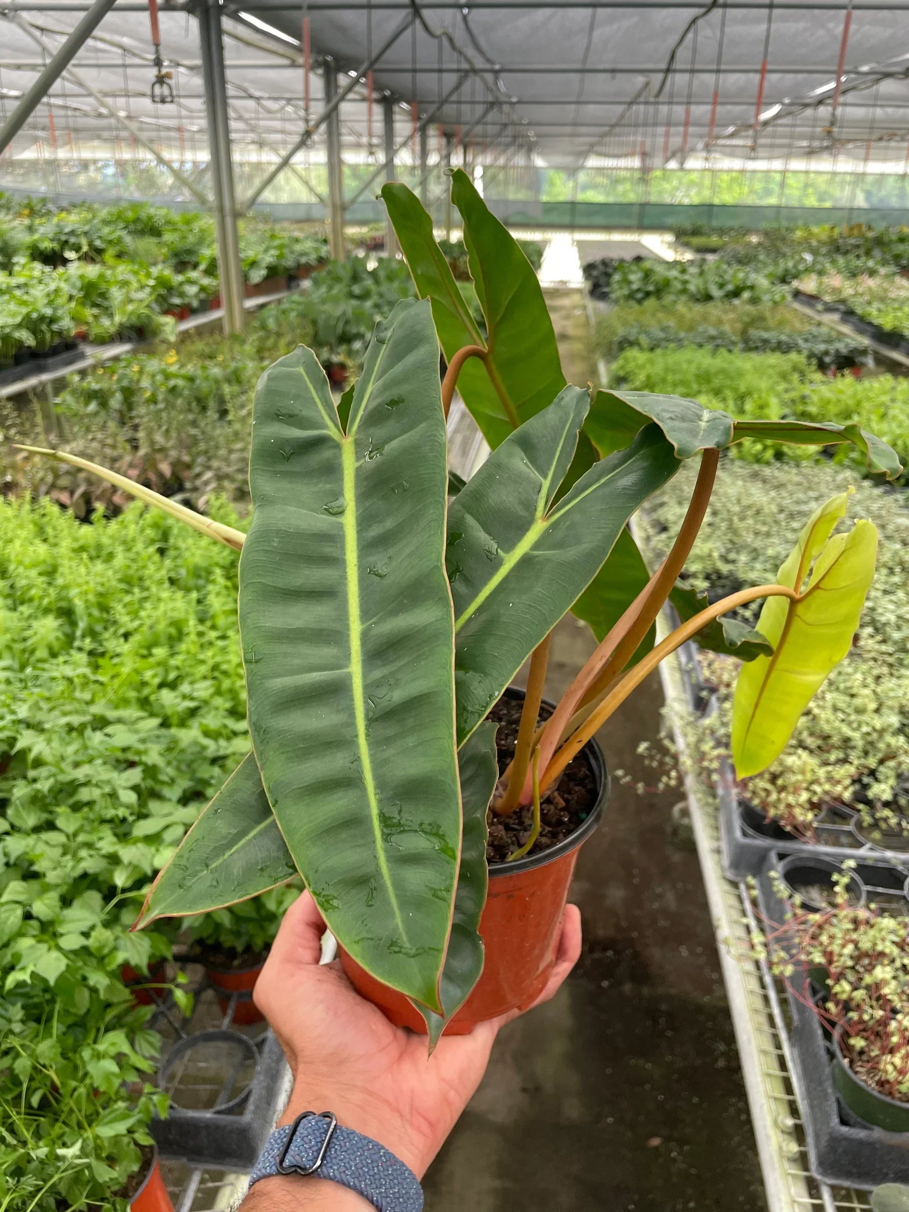 Philodendron 'Billietiae' - photo 4