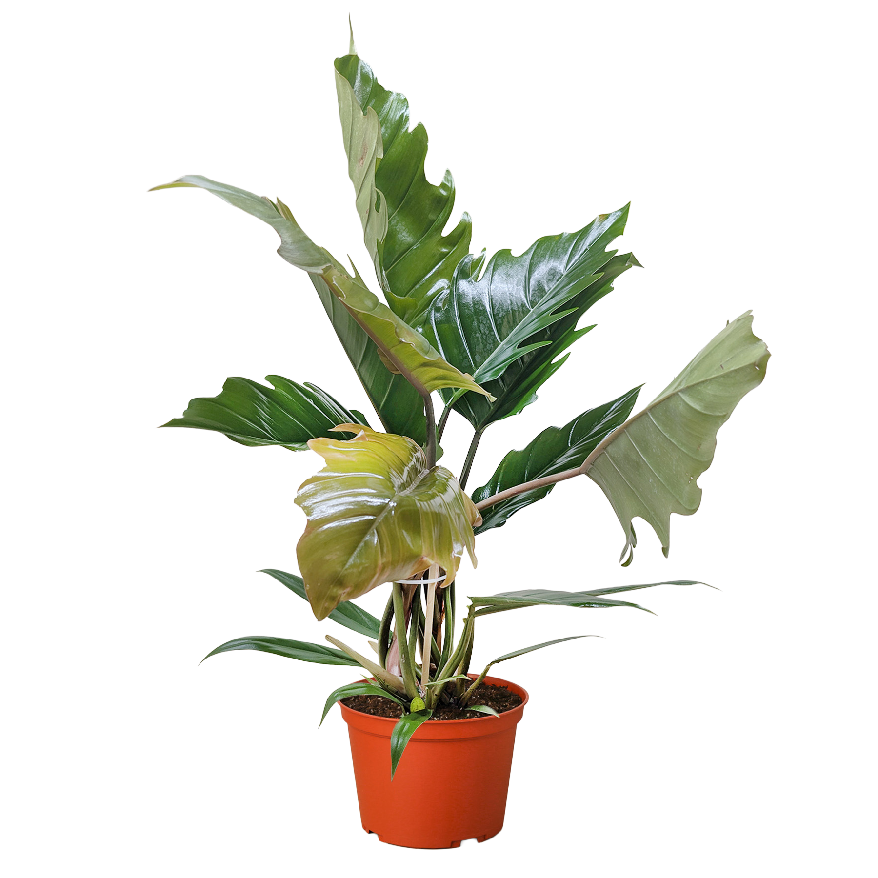 Philodendron Choco Empress - photo 2