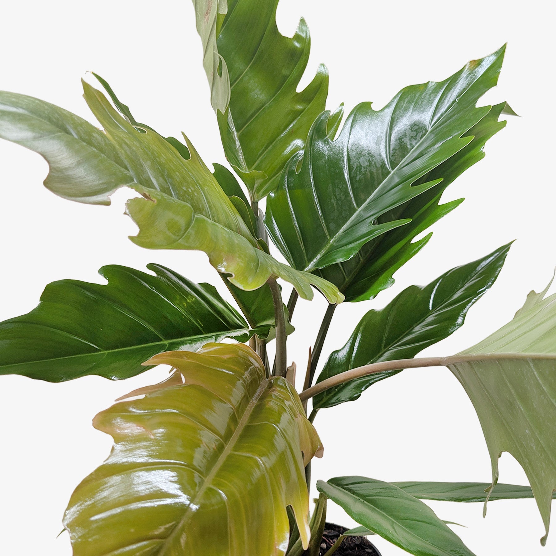 Philodendron Choco Empress - photo 3
