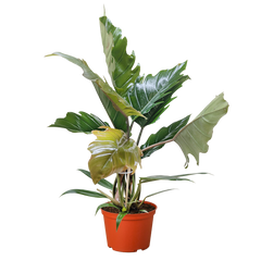 Philodendron Choco Empress - photo 2