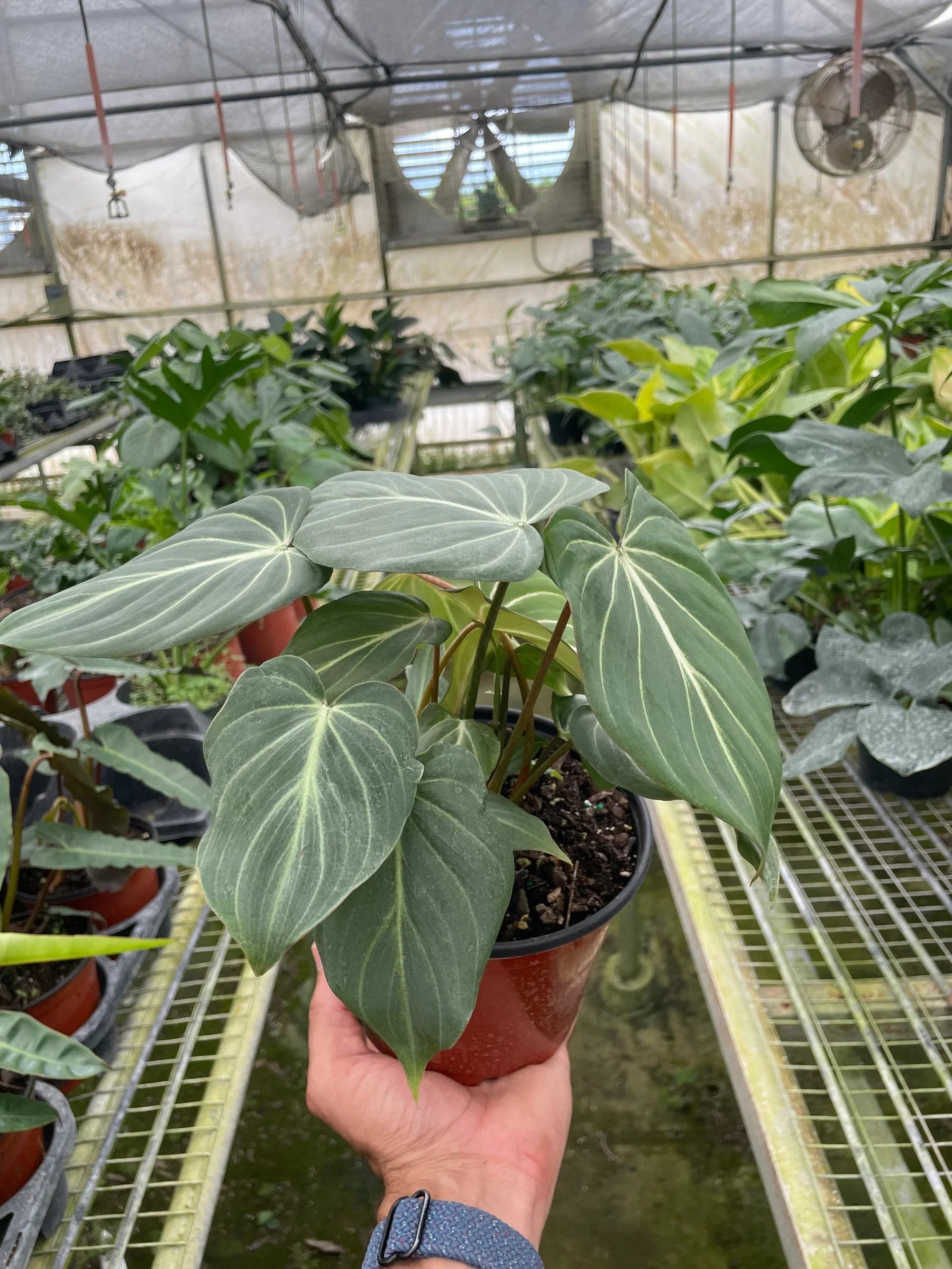 Philodendron Gloriosum - photo 3