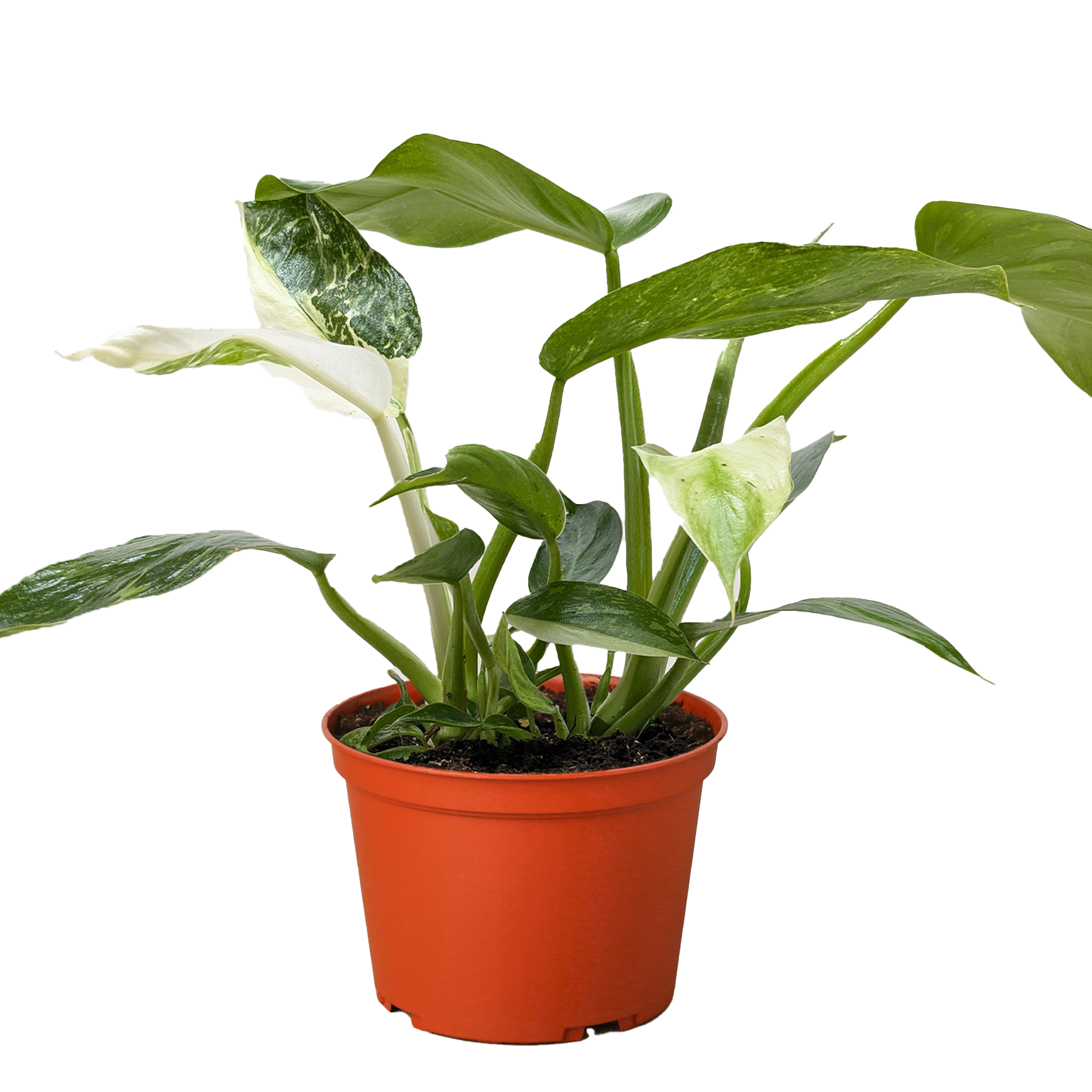 Philodendron Jose Bueno - photo 3