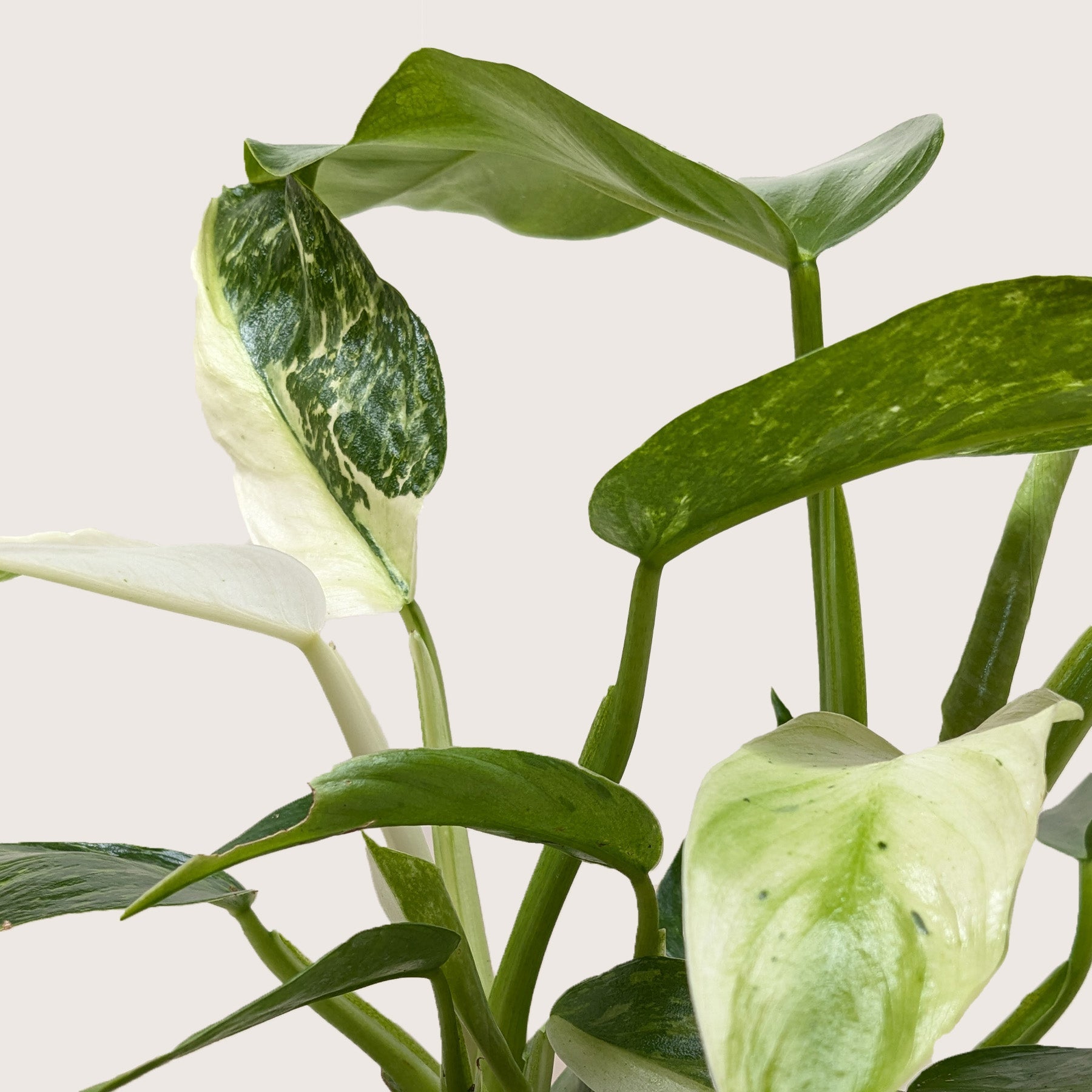 Philodendron Jose Bueno - photo 4