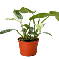 Philodendron Jose Bueno - photo 3