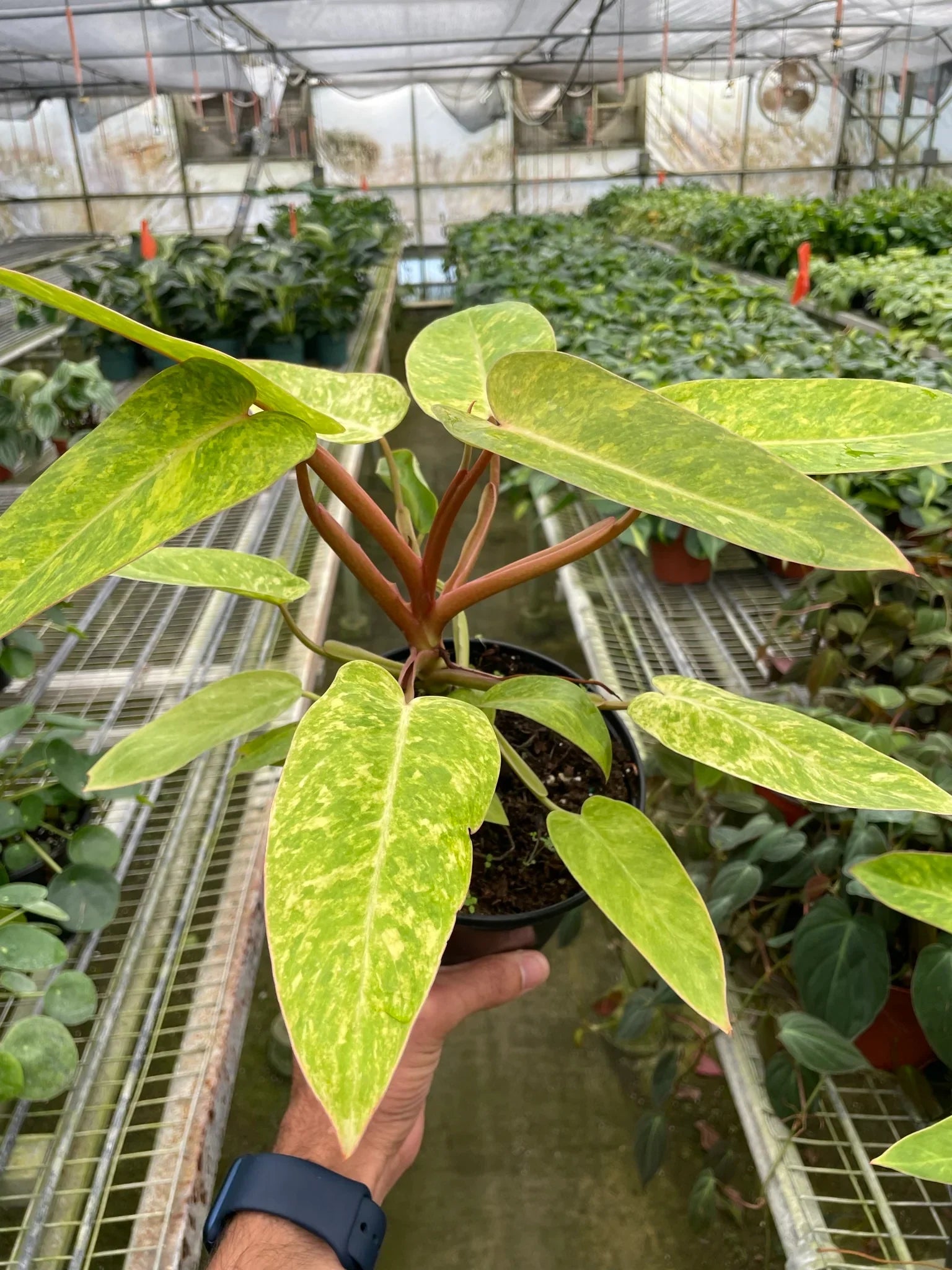 Philodendron 'Painted Lady' - photo 4