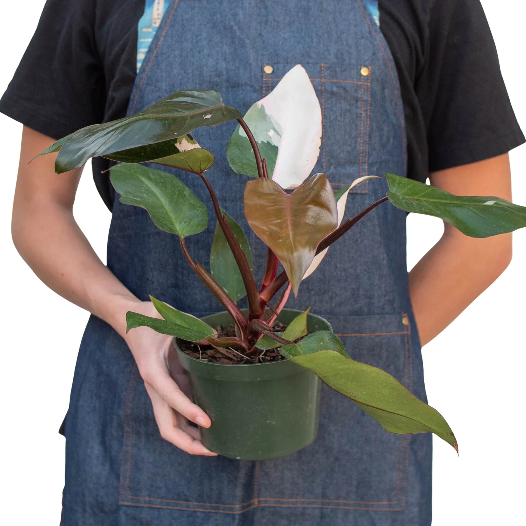 Philodendron 'Pink Princess' - photo 5