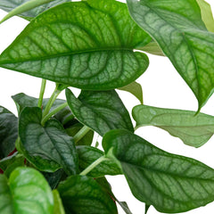 Monstera 'Siltepecana' - photo 2