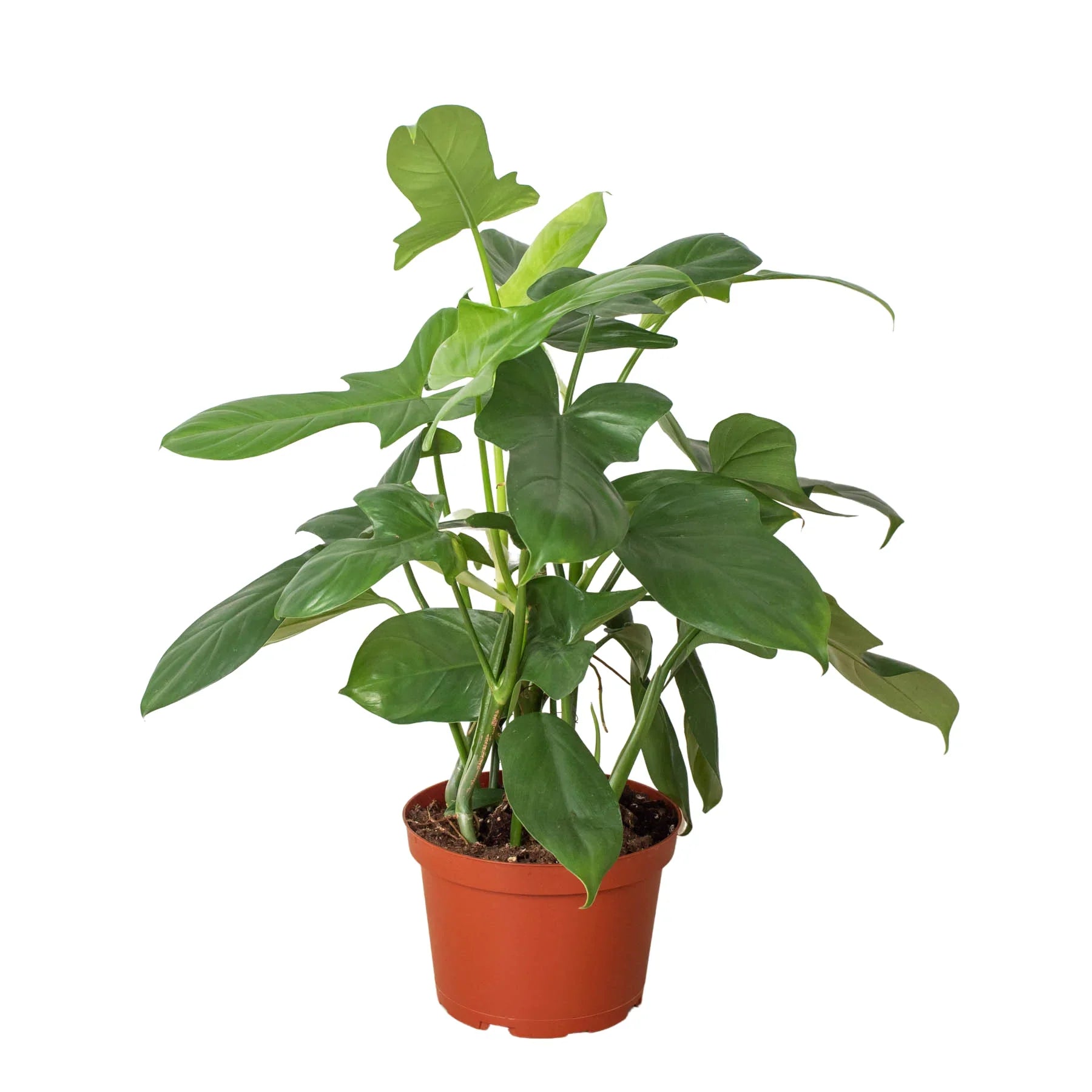 Philodendron 'Silver Sword' - photo 3