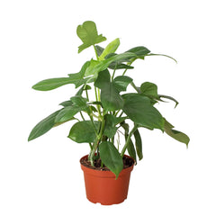 Philodendron 'Silver Sword' - photo 3