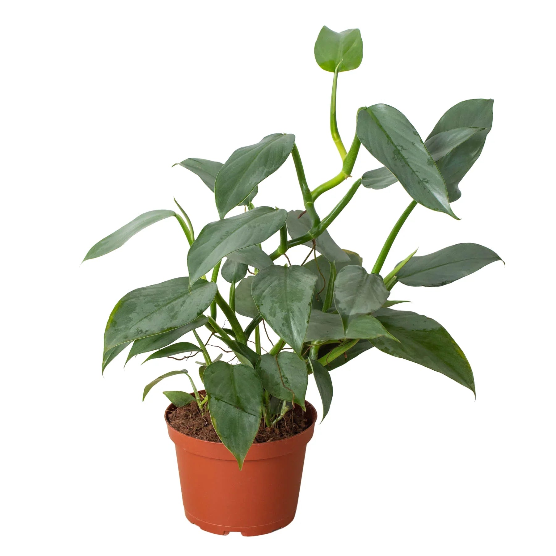 Philodendron 'Silver Sword' - photo 8