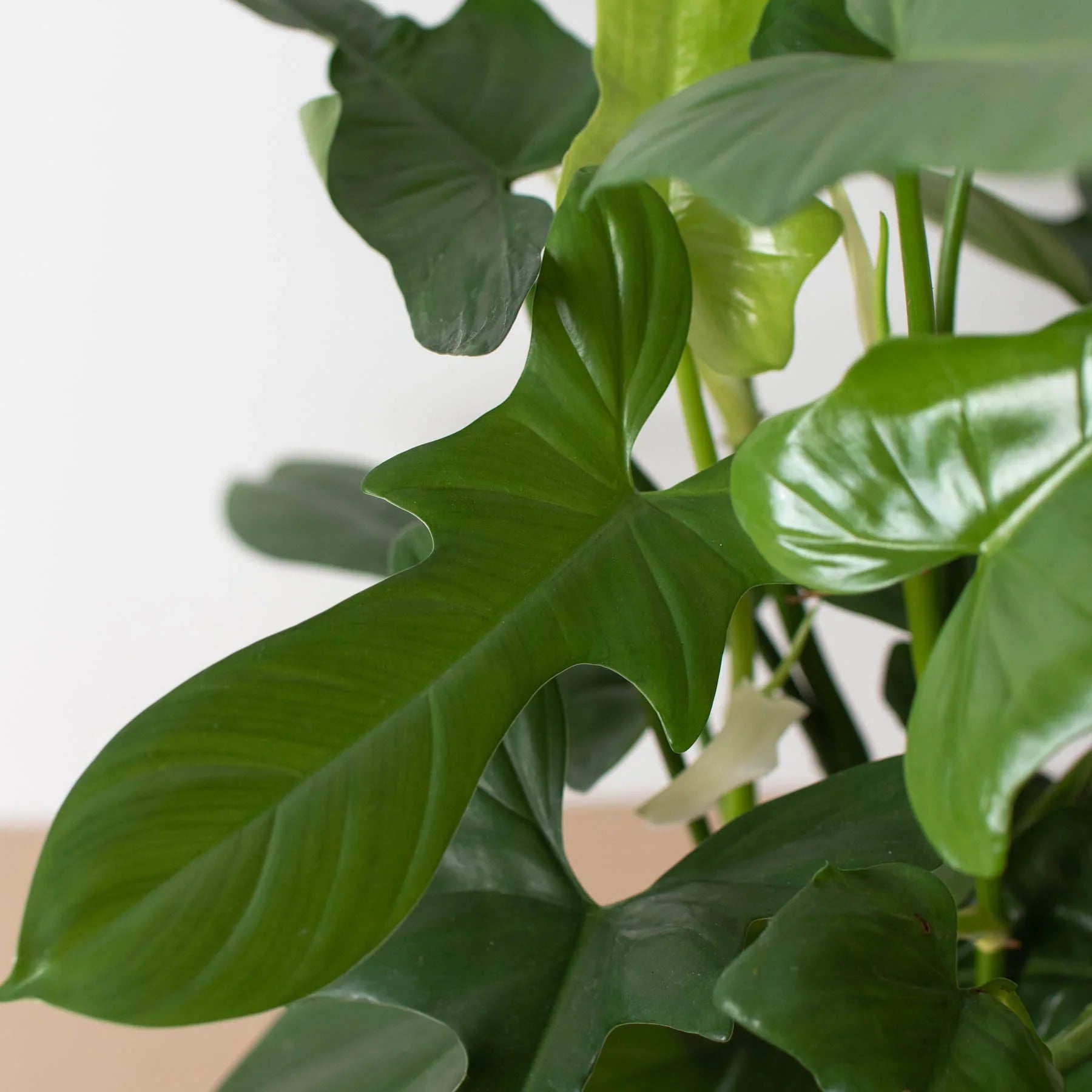 Philodendron 'Silver Sword' - photo 5