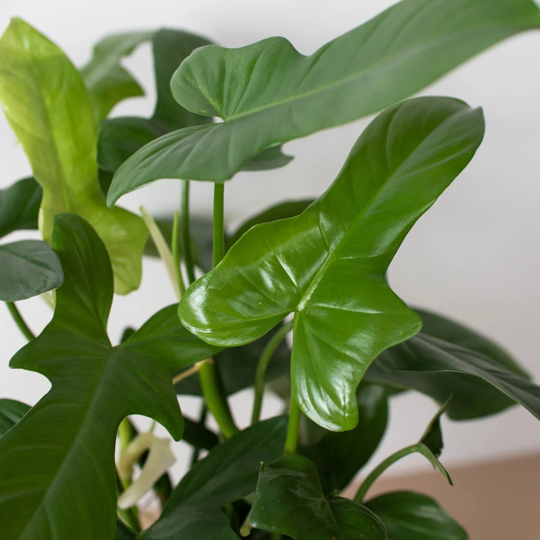 Philodendron 'Silver Sword' - photo 4