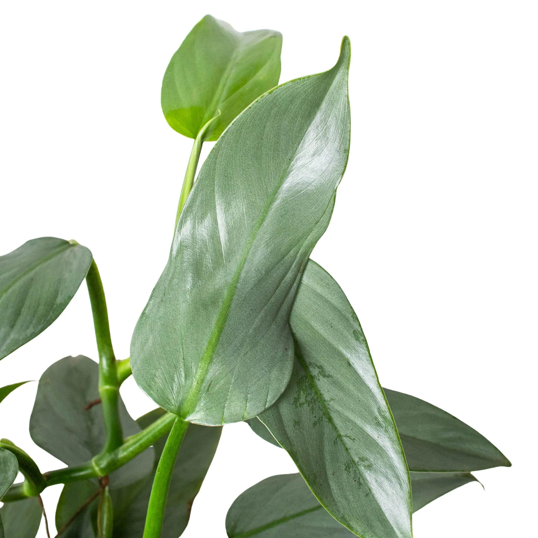 Philodendron 'Silver Sword' - photo 7