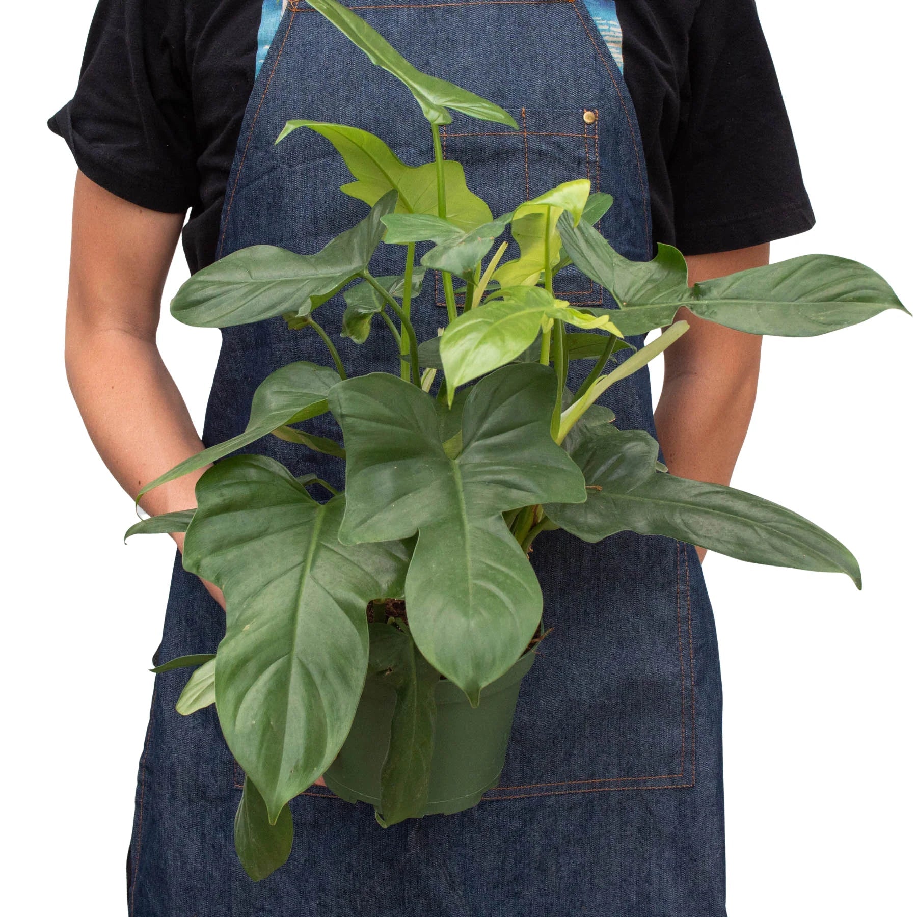Philodendron 'Silver Sword' - photo 6