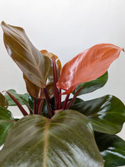 Philodendron 'Sun Red' - photo 4
