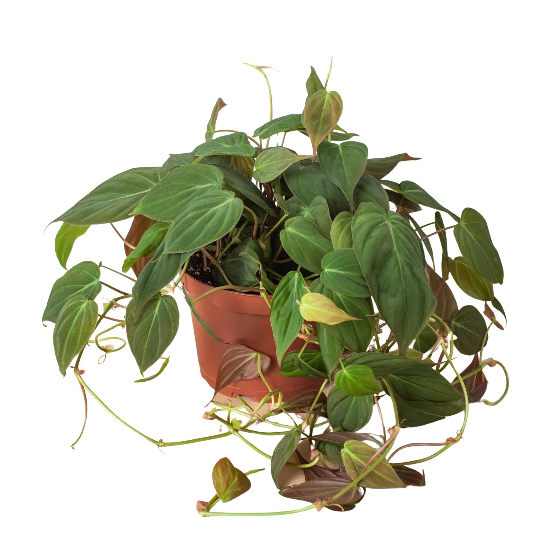 Philodendron 'Velvet' - photo 5