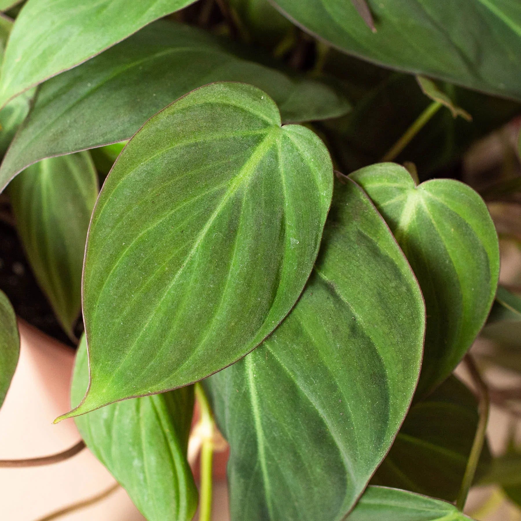 Philodendron 'Velvet' - photo 6