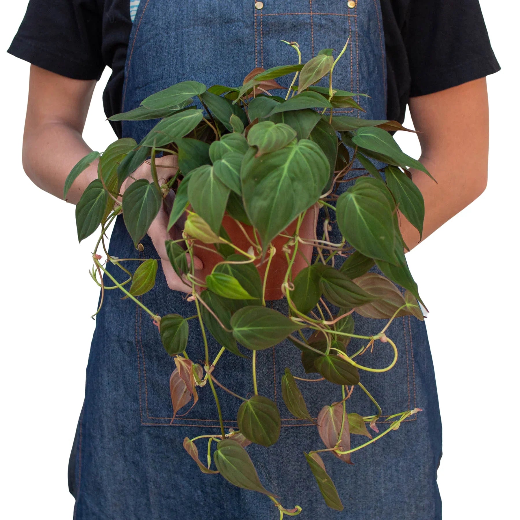 Philodendron 'Velvet' - photo 7