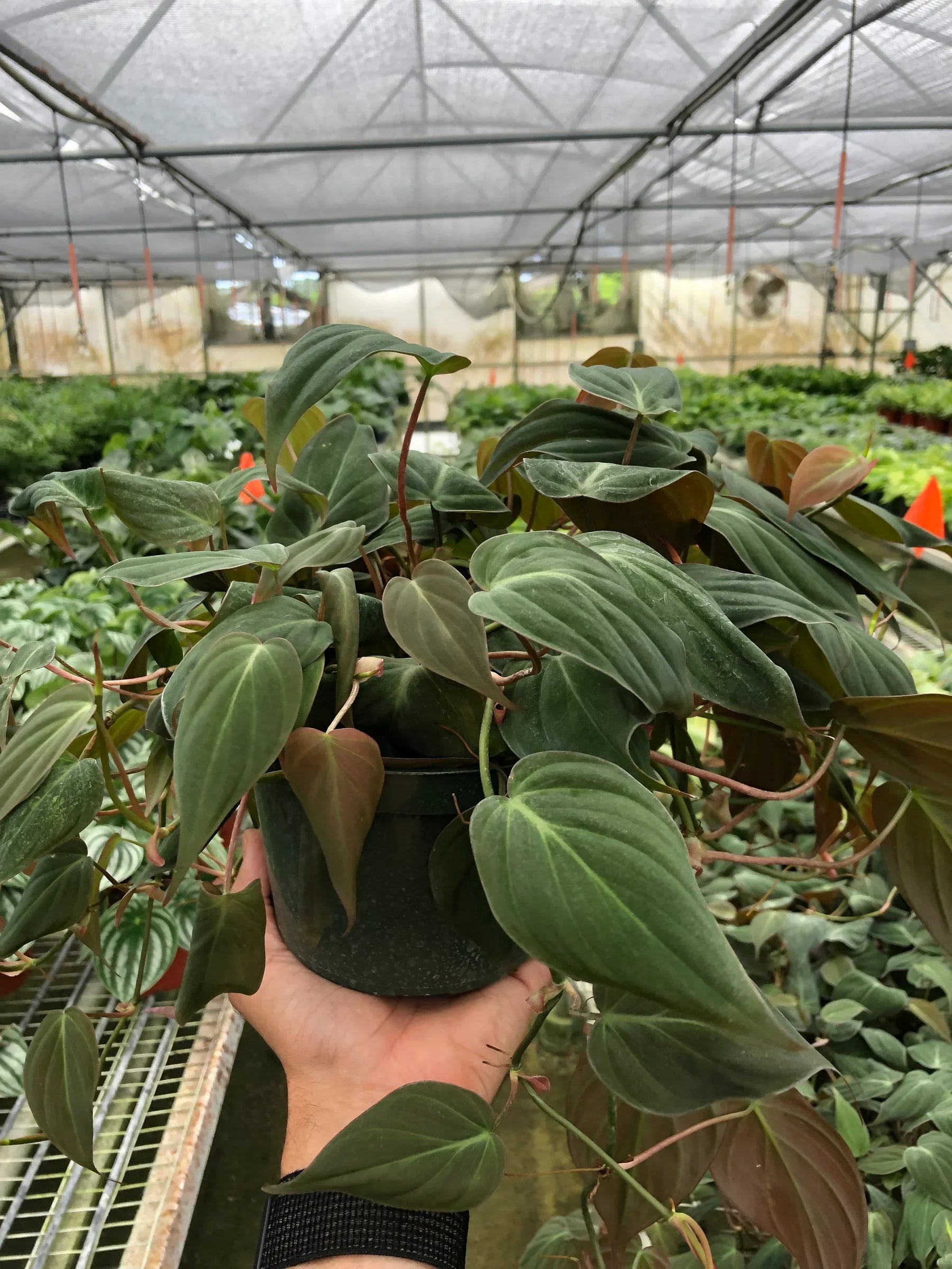 Philodendron 'Velvet' - photo 8