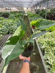 Philodendron 'White Princess' - photo 3
