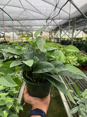Pothos 'Cebu Blue' - photo 4