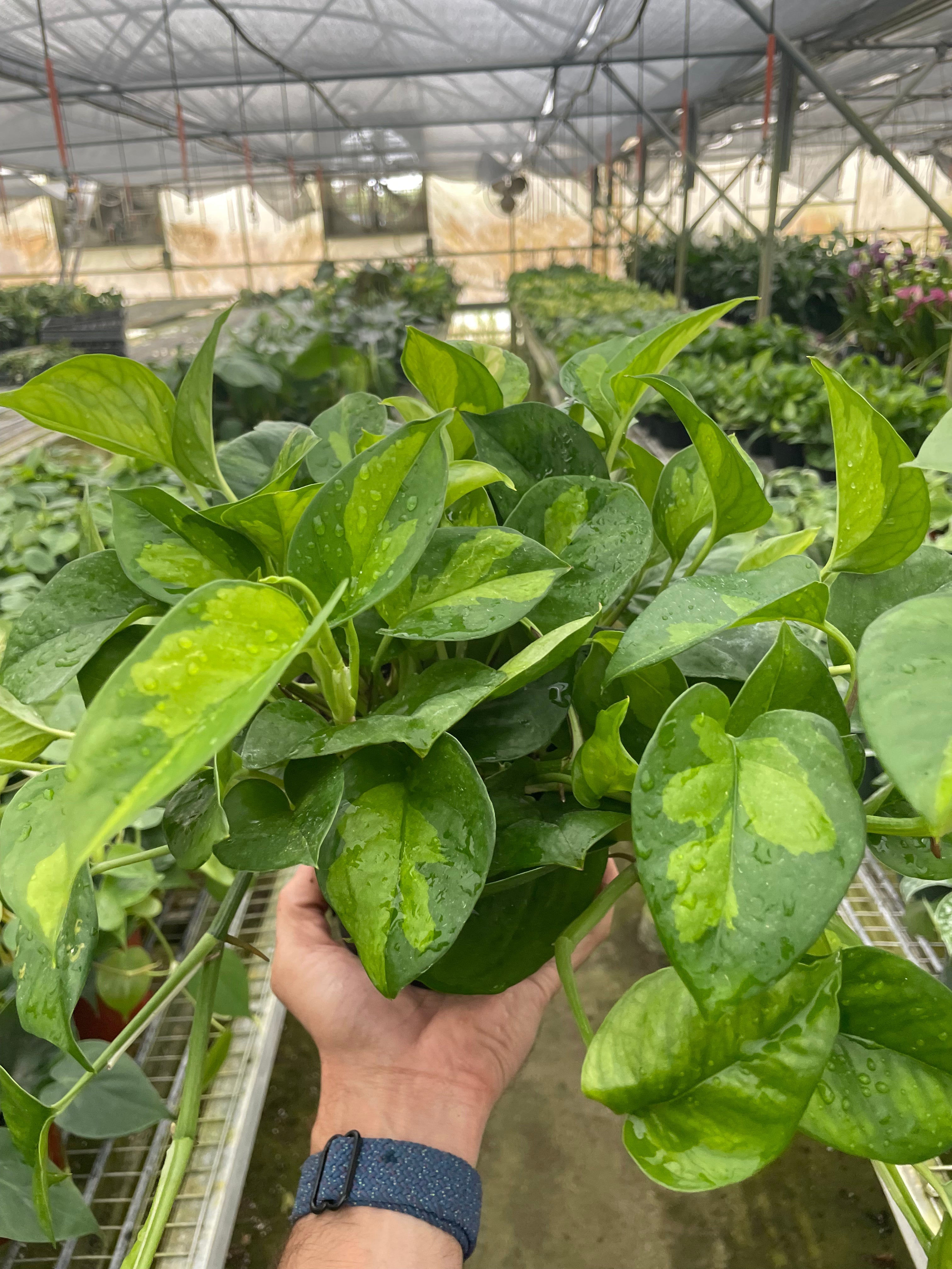 Pothos 'Global Green' - photo 2
