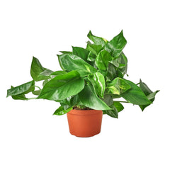 Pothos 'Golden' - photo 3