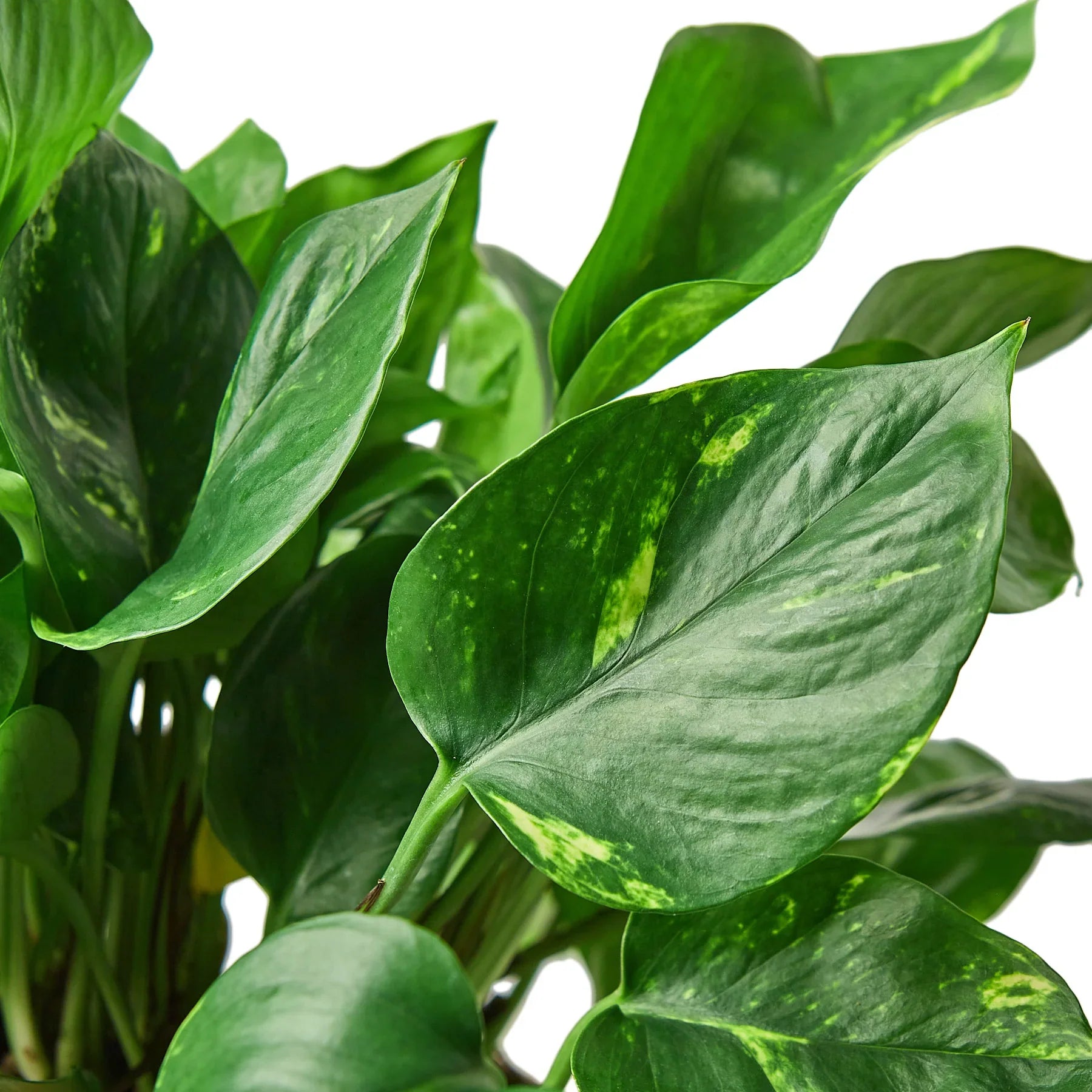 Pothos 'Golden' - photo 4
