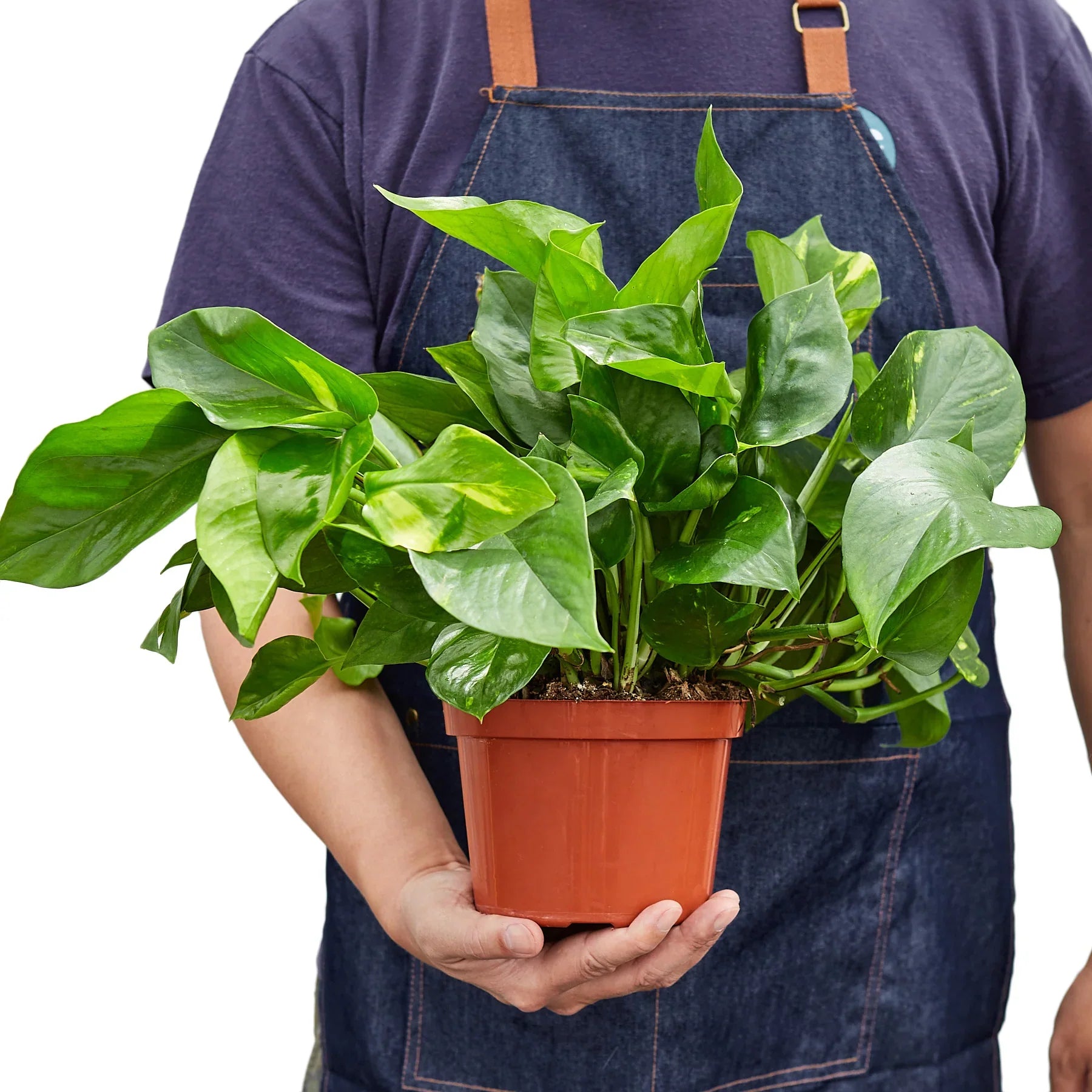 Pothos 'Golden' - photo 5