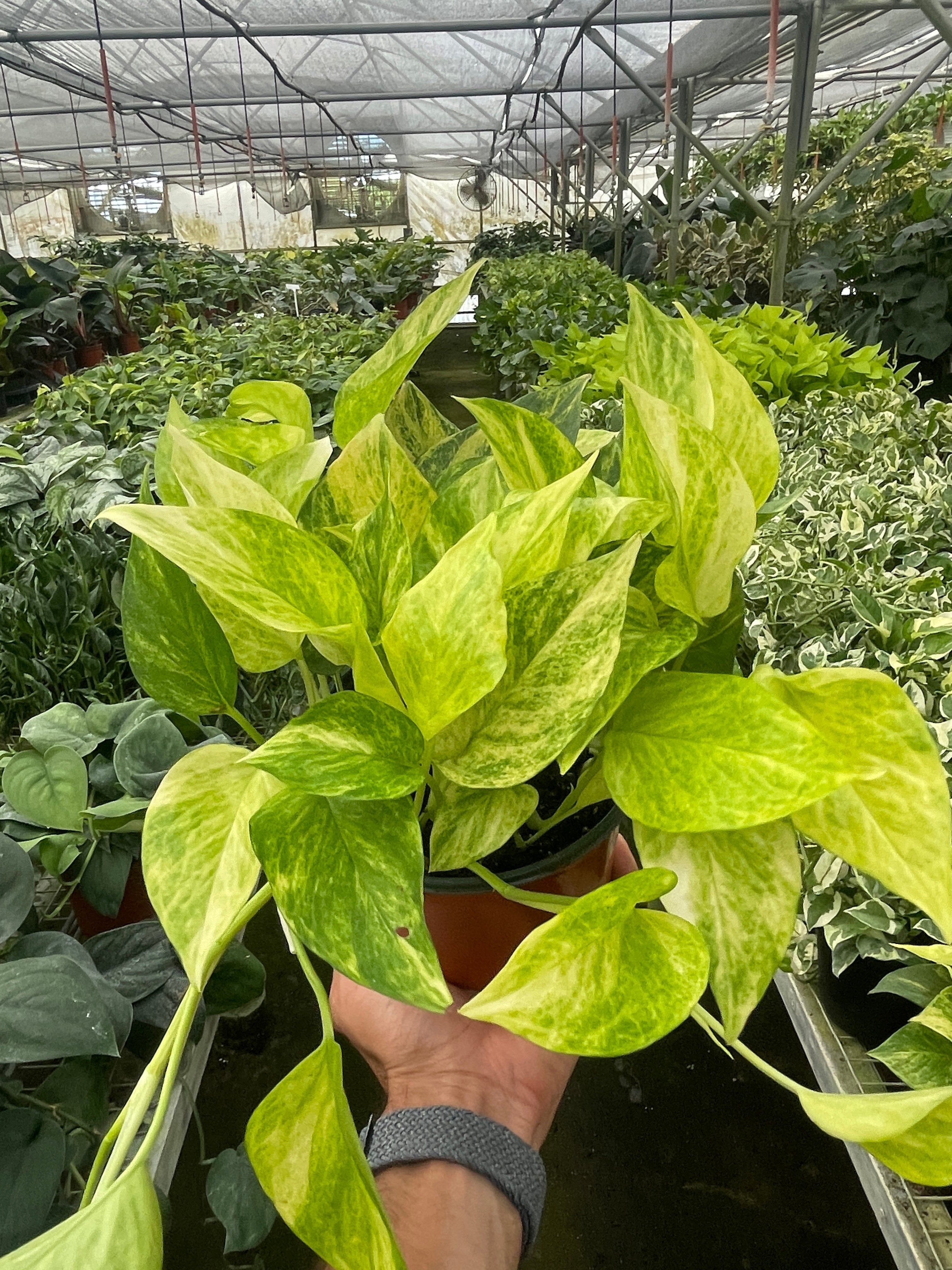 Pothos 'Neon Queen' - photo 2